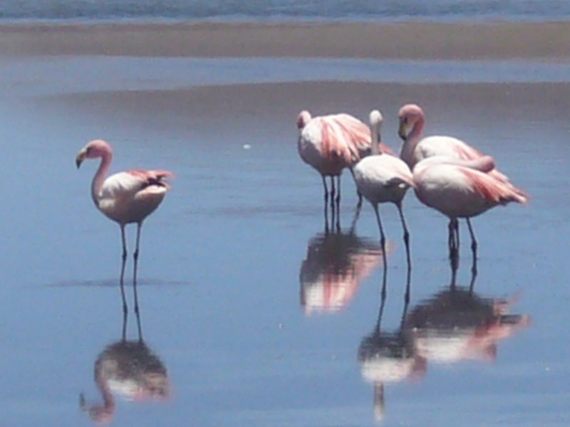 Travel - Bolivia - Salar De Uyuni - The Lakes